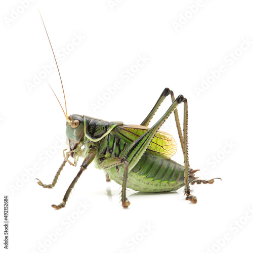 Macro image of a grasshopper isolated on white background 