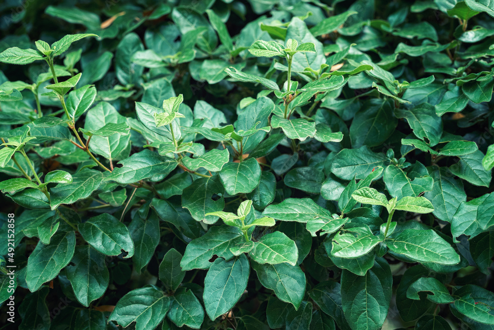Fresh bush with lush green leaves grows in park as floral background closeup. Wonderful plant in wild nature in spring season. Ecosystem native flora representant Fresh bush with lush green leaves grows in park as floral background closeup. Wonderful plant in wild nature in spring season. Ecosystem native flora representant