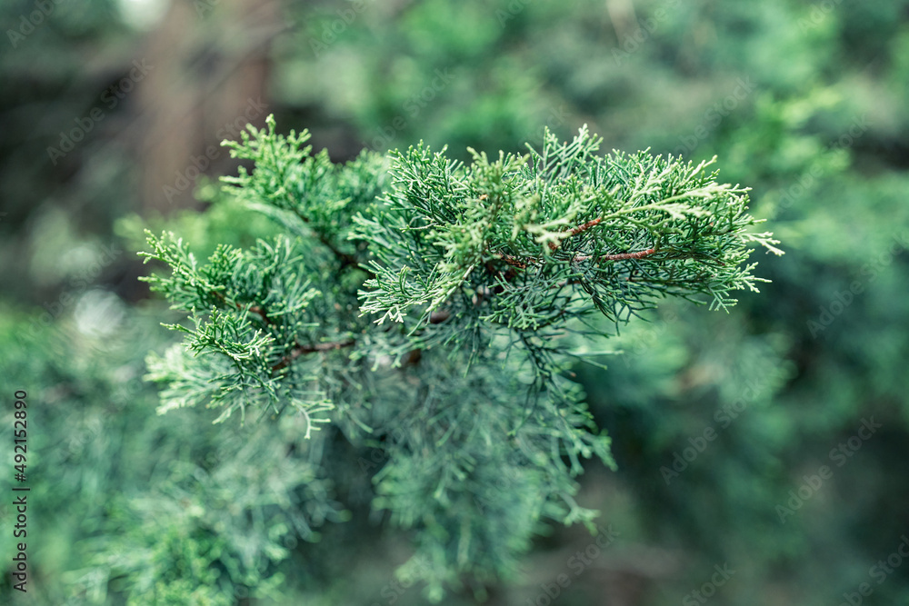 Fluffy crown of large cypress tree in forest on sunny day extreme closeup. Gorgeous cypress grows in park. Tropical spruce plant in ecosystem wildlife