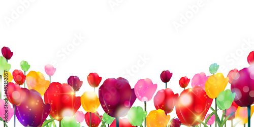 チューリップ　花　春　背景