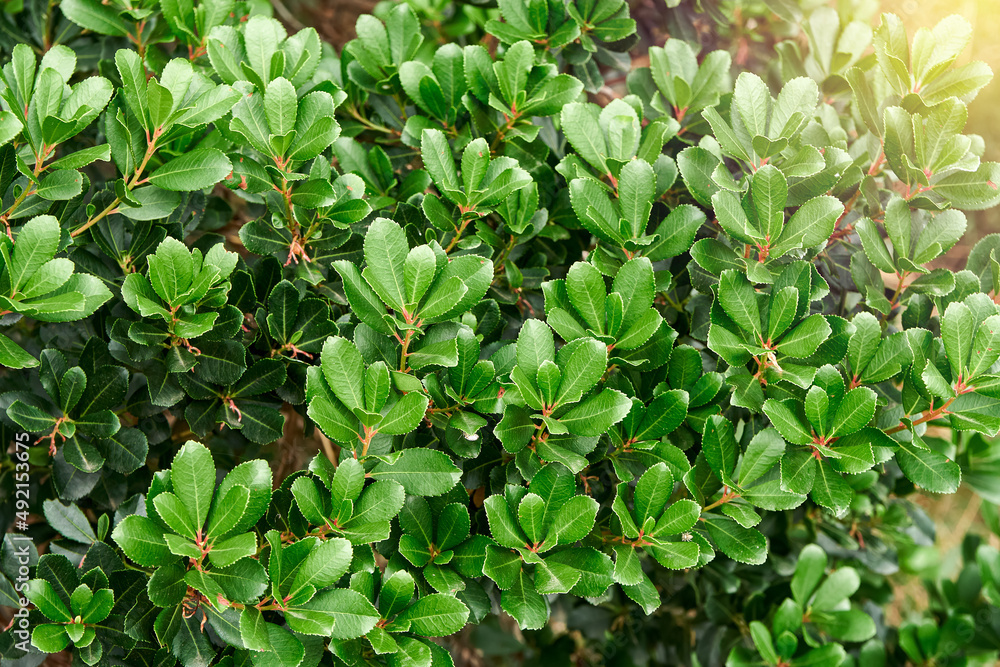 Fototapeta premium Fresh lush common bearberry plant grows on flowerbed at sunlight close view. Natural decor of urban garden. Bush with juicy green leaves in park