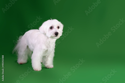 Well-groomed Maltese lapdog after shearing wool on a green background