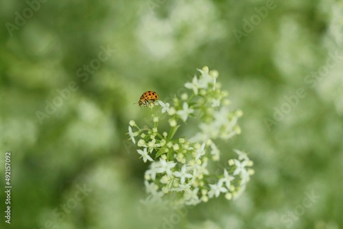ladybug on a green leaf © Мария Быкова