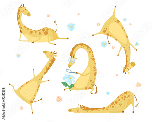 Funny giraffes with flowers cartoon illustration set. Cute happy wild animals with eyeglasses lying, sitting, looking at flower through magnifying glass. Wildlife, safari concept