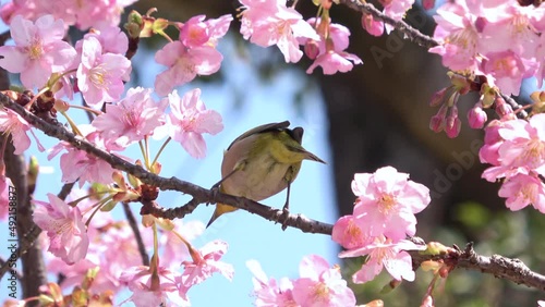 Warbling white-eye, Zosterops Japonicus bird feeding on nectar of cherry flower tree in Japan. Close up. 4K