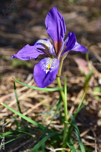 iris unguicularis  known as the algerian iris.Here in nature od Greece
