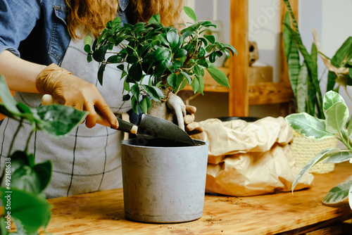 Billede på lærred Transplanting ficus ginseng houseplant