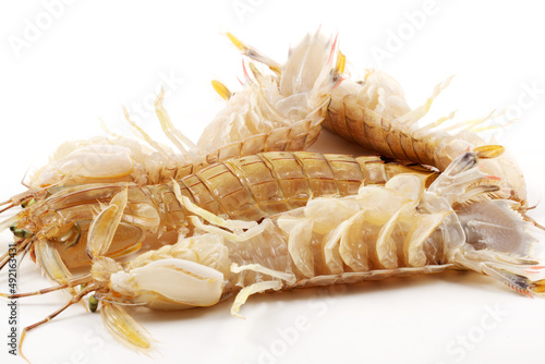 Mantis Shrimp on the white background