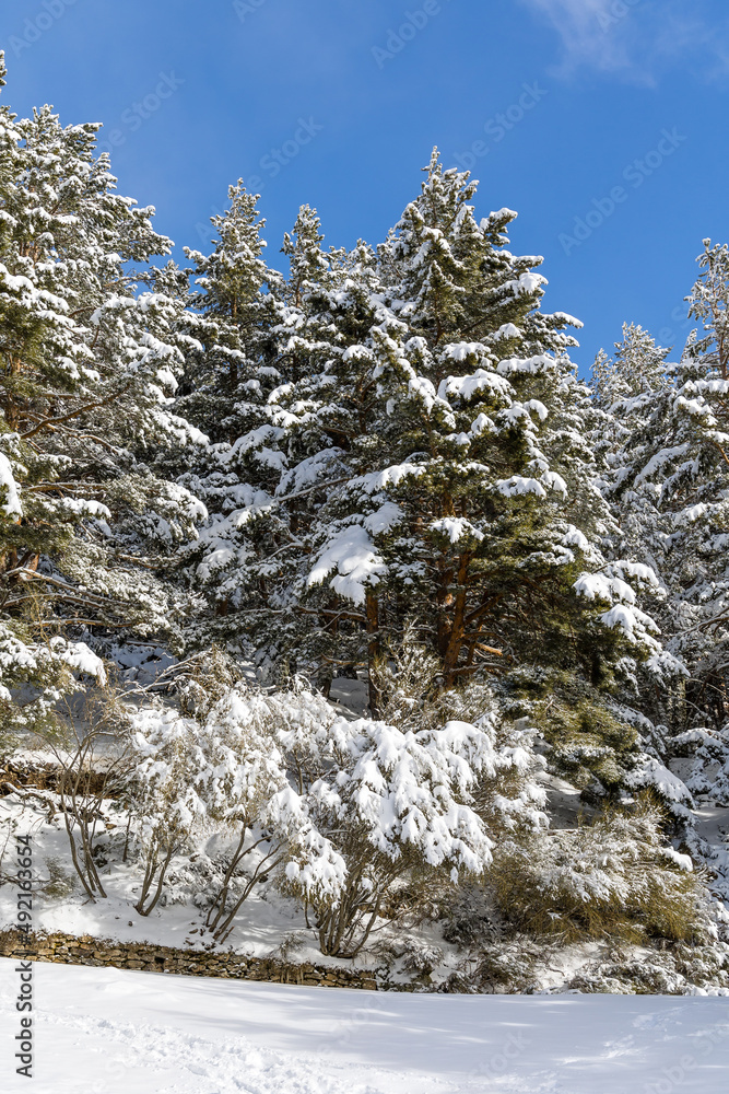snow covered trees in the mountains of guadarrama national park, in Madrid snow covered trees in the mountains of guadarrama national park, in Madrid