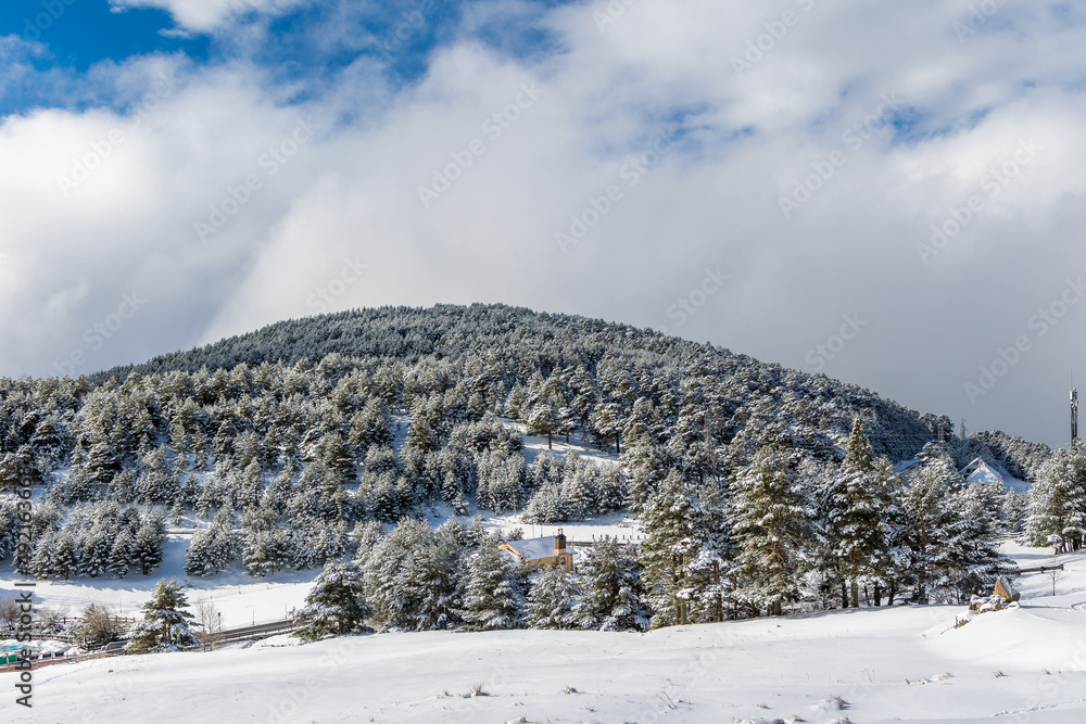 snow covered trees in the mountains of guadarrama national park, in Madrid