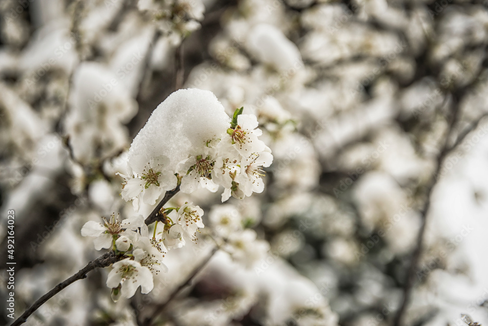 White flowers covered with snow in early spring White flowers covered with snow in early spring