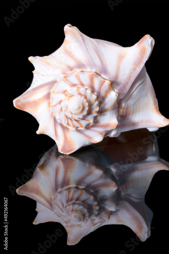 Single sea shell of Aliger gigas known as the queen conch isolated on black background, close up photo