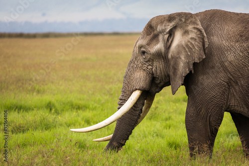 Elephant eating grass during safari in National Park of Ngorongoro  Tanzania.. Wild nature of Africa.