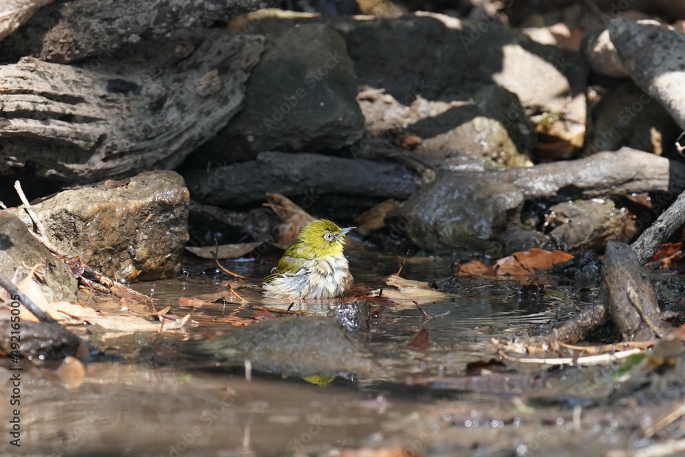white eye is bathing white eye is bathing