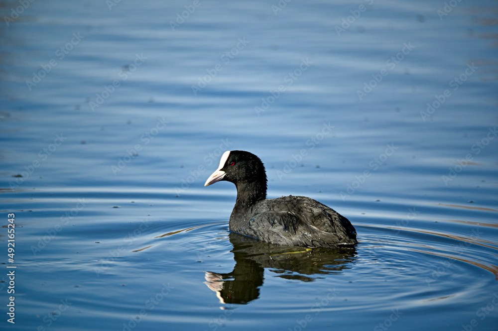 one lonely coot swimming around in little pond one lonely coot swimming around in little pond