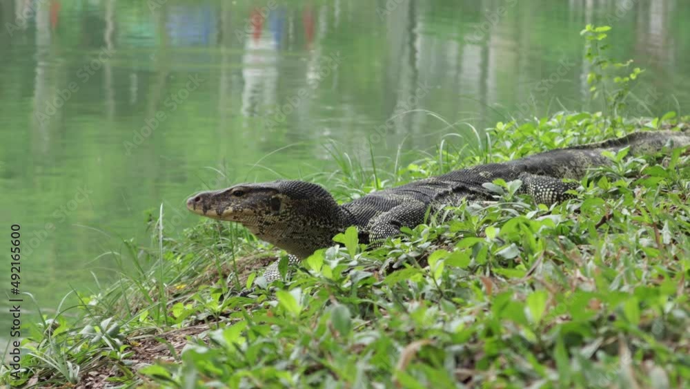 Asian Water Monitor lizard on grass in park Asian Water Monitor lizard on grass in park