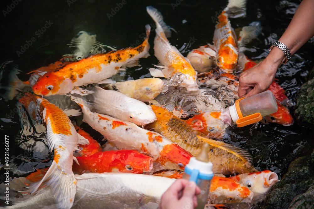 Feeding koi fish from a baby bottle. Feeding koi fish from a baby bottle.