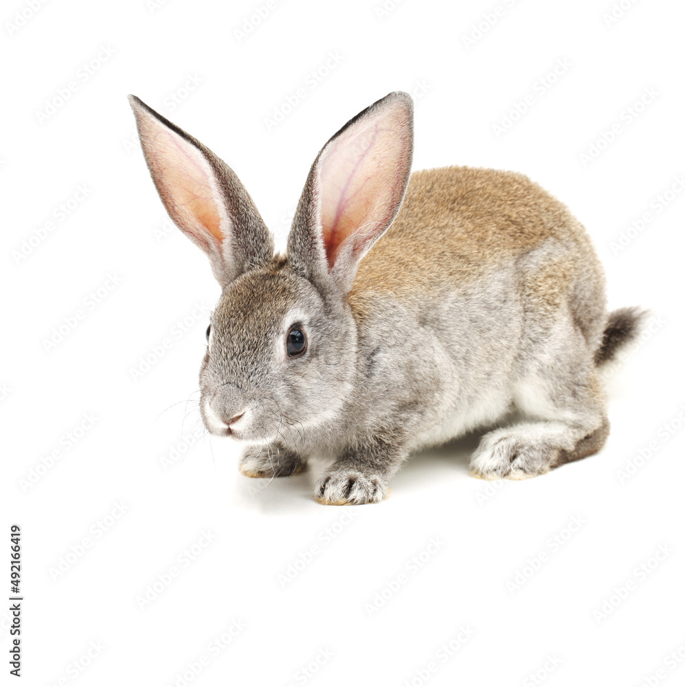 Fototapeta premium rabbit isolated on white