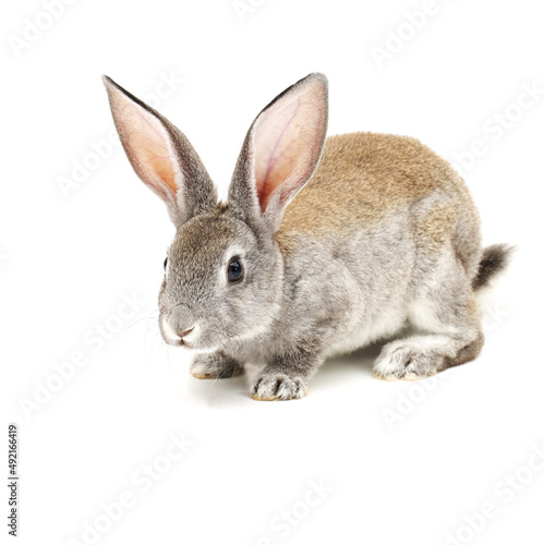 rabbit isolated on white