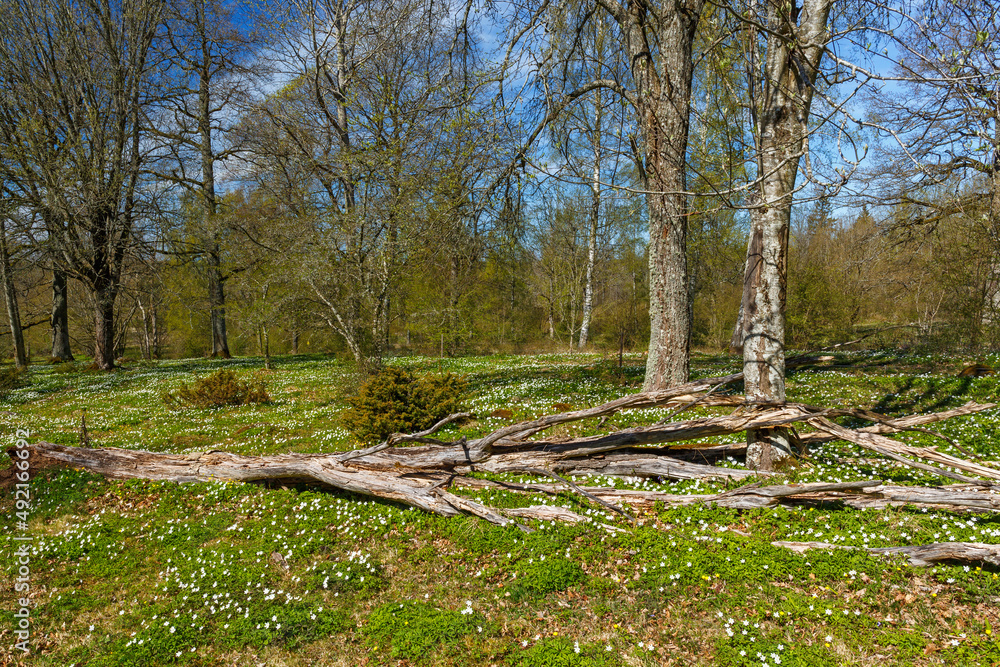 Flowering meadow with lush green trees in spring Flowering meadow with lush green trees in spring