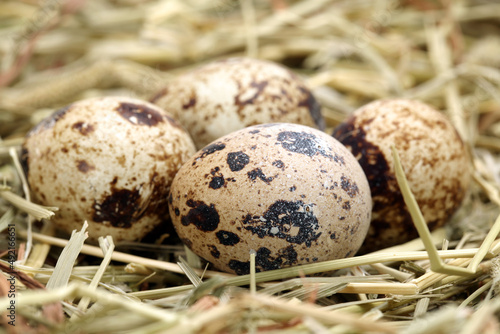 quail eggs in the nest