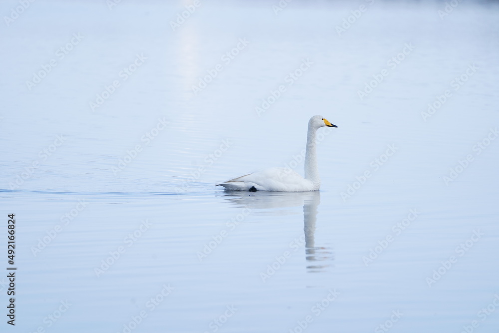 Obraz premium 湖にいる白鳥
