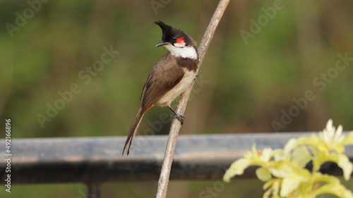 Red whiskered bulbul perched on a plant photo