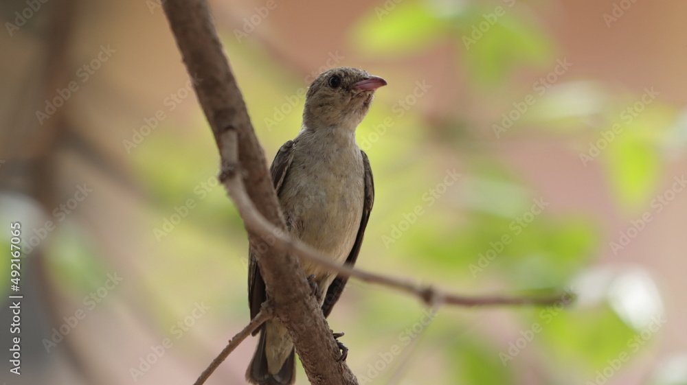 Pale-billed flowerpecker [erched on a tree branch Pale-billed flowerpecker [erched on a tree branch