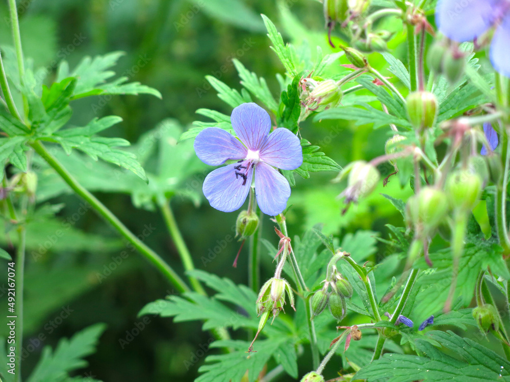 meadow (forest) geranium (Geranium sylvaticum, pratense) blooms with small blue flowers meadow (forest) geranium (Geranium sylvaticum, pratense) blooms with small blue flowers