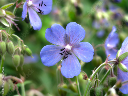 meadow (forest) geranium (Geranium sylvaticum, pratense) blooms with small blue flowers