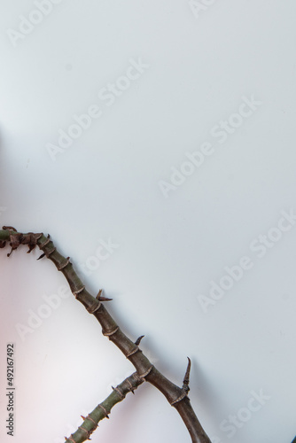 background from a branch of a rose with thorns on a white background. 