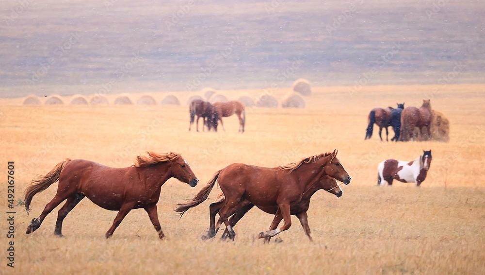 Fototapeta premium horses in the field