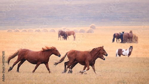 Fototapeta Naklejka Na Ścianę i Meble -  horses in the field