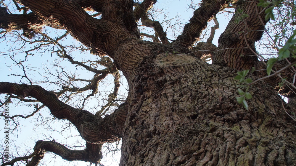 Fototapeta premium Spring in Norwich