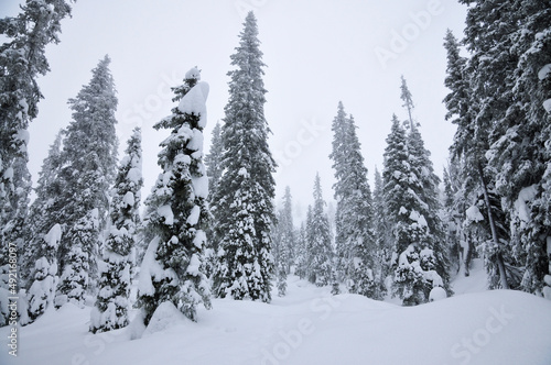 Winter hiking in the mountains. beautiful fairy snowy forest. 