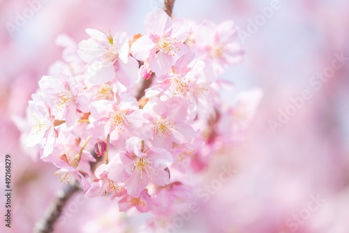 【春】桜の花 河津桜 