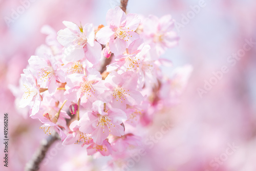 Beautiful pink cherry blossoms or sakura flowers in full bloom blowing by wind  Warm spring image  Nobody