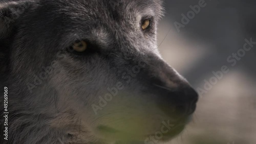 Magnificent muzzle of a wolf close-up. Wild animals.