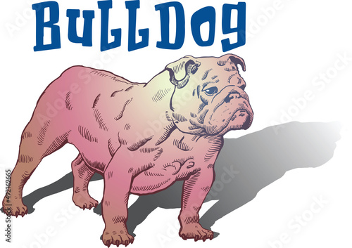 vector image of an english bulldog dog in sketch sketch style