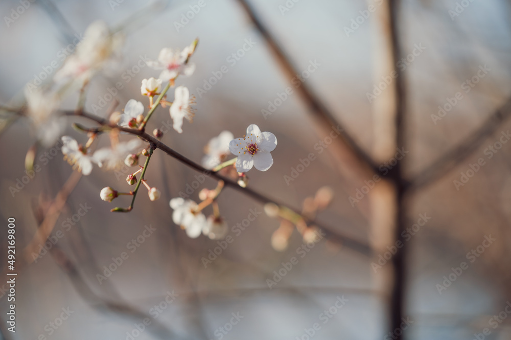 Kirschpflaume (Prunus Cerasifera) im Sonnenlicht des Frühlings Kirschpflaume (Prunus Cerasifera) im Sonnenlicht des Frühlings