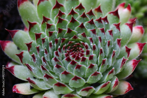 Quadro su tela Sempervivum calcareum EXTRA Rojnik wapienny Extra succulent