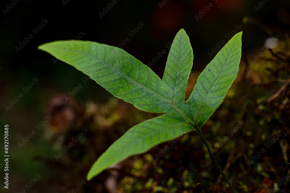 Fresh Green leaves over bright sunlight Fresh Green leaves over bright sunlight
