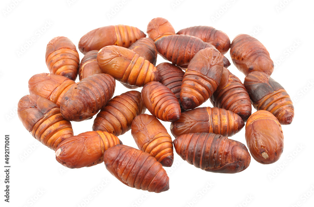 chrysalis silkworm ,silk worm cocoon on white background chrysalis silkworm ,silk worm cocoon on white background