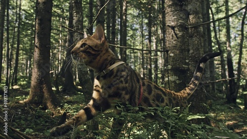 One cat in a city park. Bengal wildcat walk on the forest in collar. Asian Jungle Cat or Swamp or Reed. Domesticated leopard cat hiding  hunting and playing in grass. Domestic cat in outdoor nature.