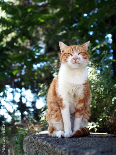 Happy Cat
