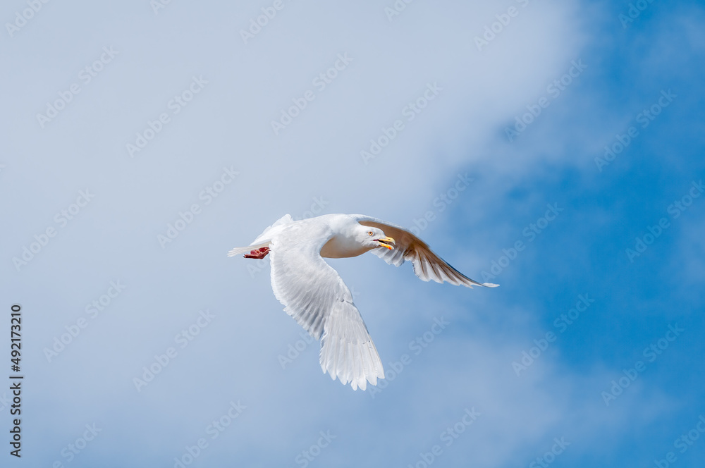 Fototapeta premium Glaucous Gull (Larus hyperboreus) in Barents Sea coastal area, Russia