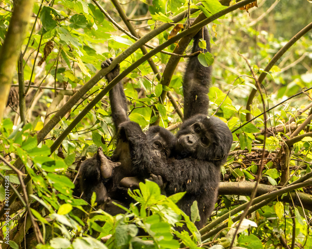 Fototapeta premium gorillas