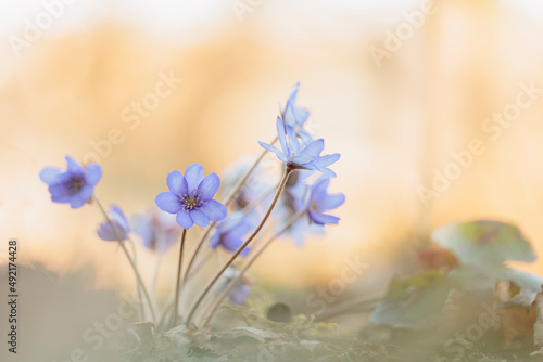 2022-03-10, GER, Bayern, Passau: Frühlingserwachen - Leberblümchen - erste Frühlingsboten