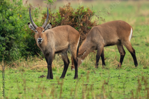 deer in the wild