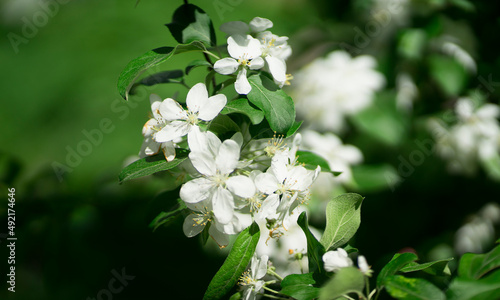 Blossoming apple tree branch. Image with selective focus